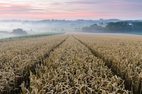 Field of wheat at sunrise