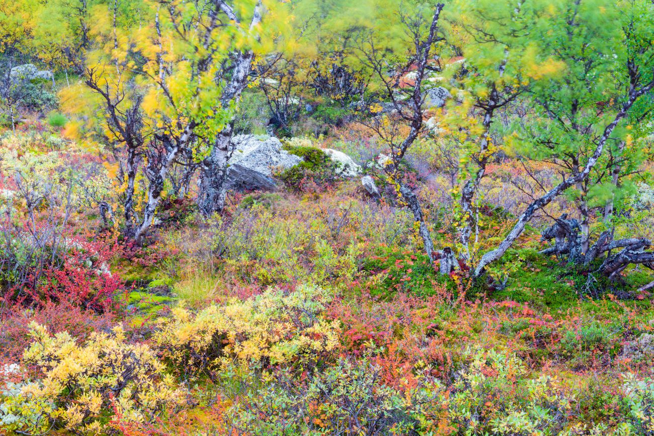 Kleurrijke bomen in rondane