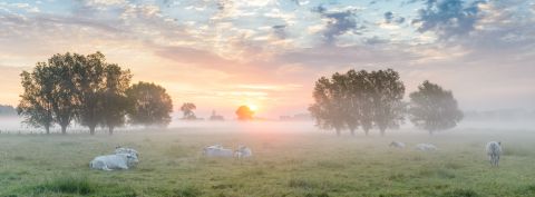 Langemeersen bij zonsopgang