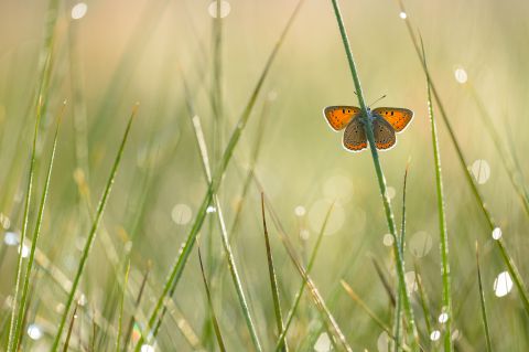 Purple-edged Copper