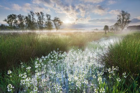 Keuzemeersen bij zonsopgang