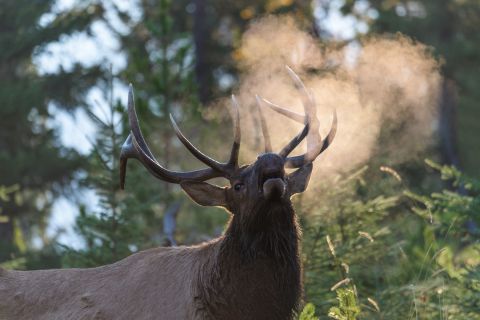 Elk