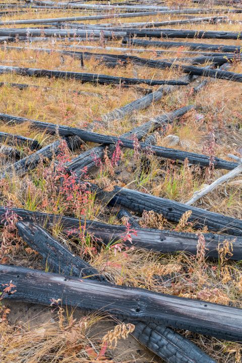 Burnt trees