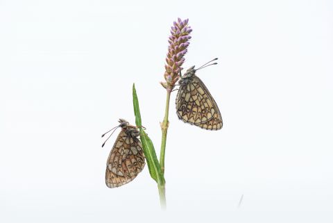 Bog fritillary