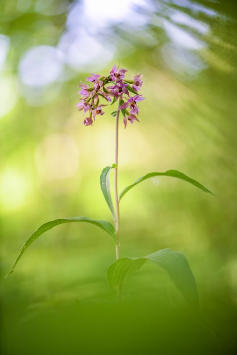 Brede wespenorchis