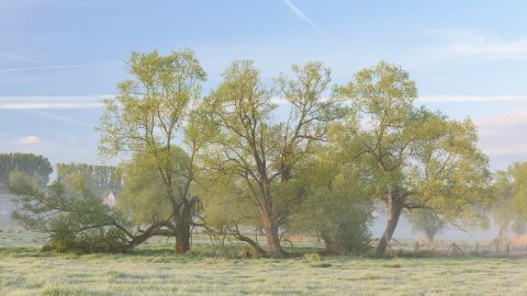 Pollare meersen tijdens de lente
