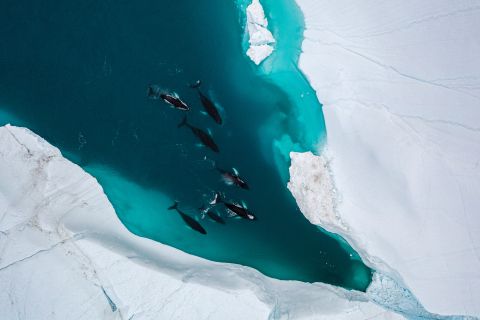 Humpback whale family - Ilulissat, Greenland