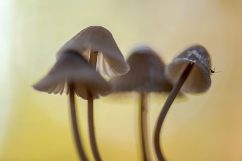 Groepje paddenstoelen