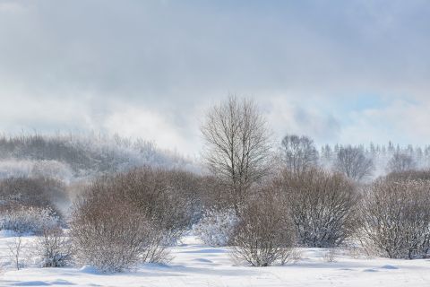 Brackvenn in de sneeuw