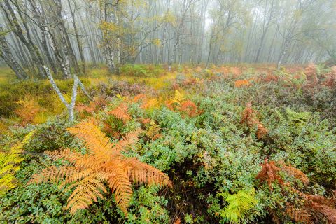 Herfstkleuren in Brackvenn