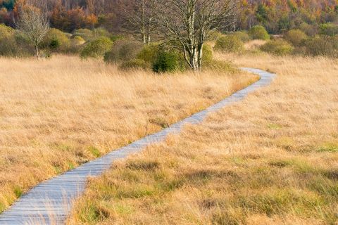 Knuppelpad tijdens de herfst