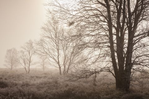 Berken in de mist