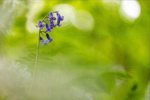 Gulden snede of de regel van derden