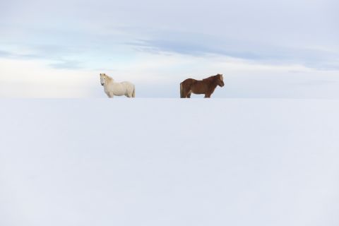 IJslandse paarden in de sneeuw