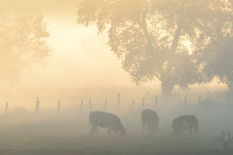 Drie koeien in de mist