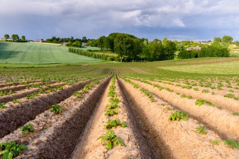 Aardappelen op de flanken van de Boigenberg
