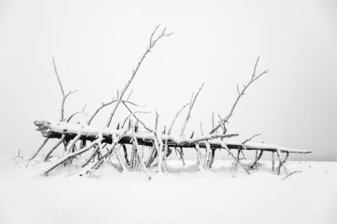 Omgevallen spar in de sneeuw