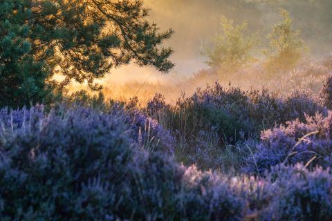 Sfeervolle heide