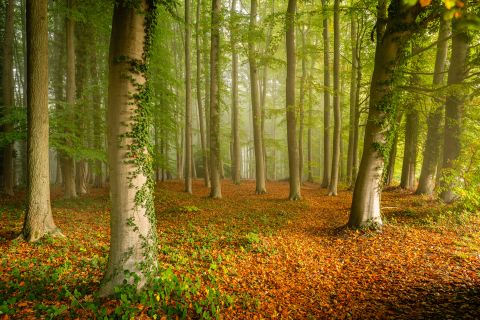 Hayesbos in de mist