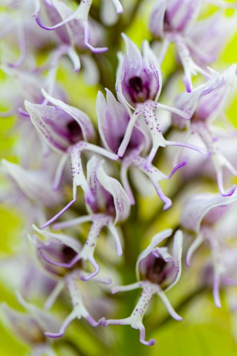 Monkey orchid