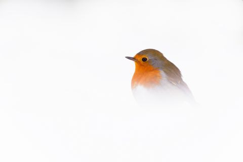 Roodborst in sneeuw