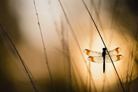 Banded Darter