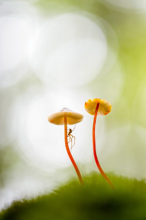 Saffrondrop Bonnet