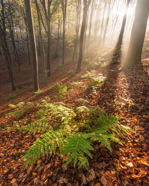 Herfts in het Hotondbos