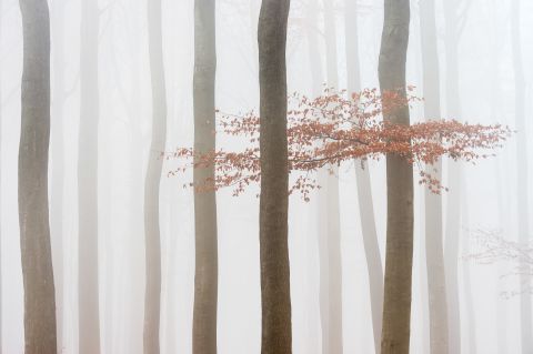 Beukenbos in dichte mist