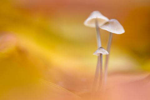 Magische paddenstoelen