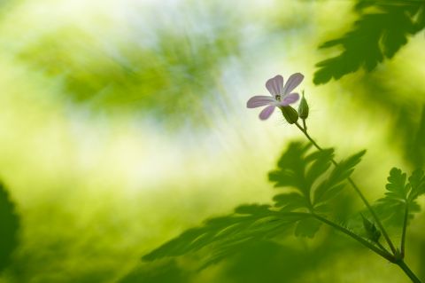 Herb-Robert