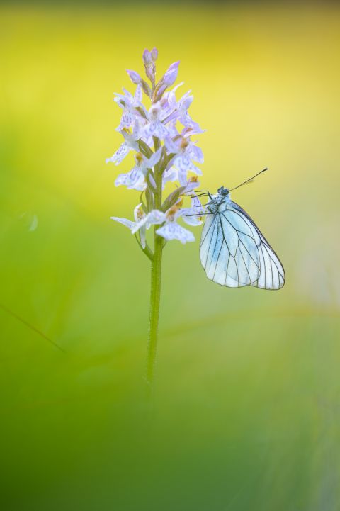 Black-veined white