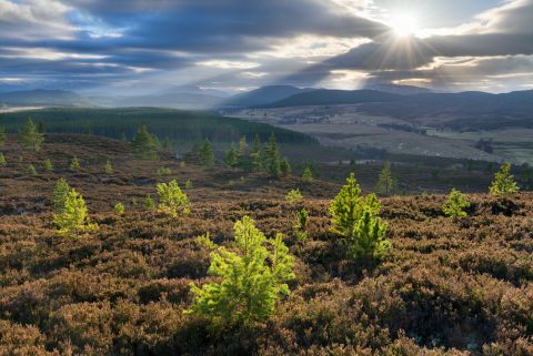 Wintry heathland with Cairngorm mountains