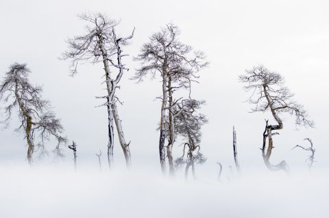 Floating trees