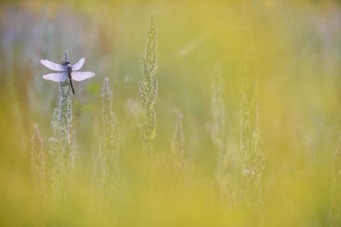 Black-tailed skimmer