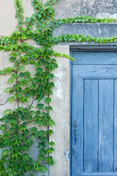 Blauwe deur en groene planten