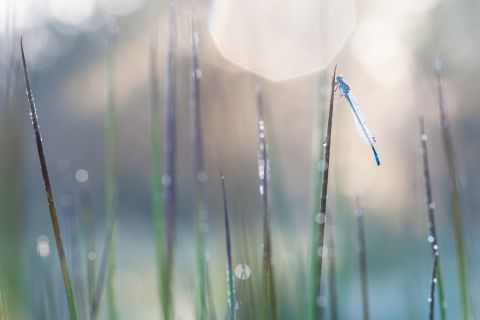 Azure damselfly