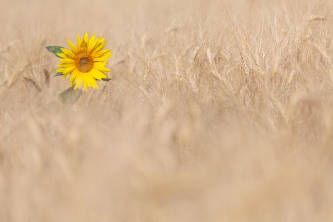 Sunflower in wheat field
