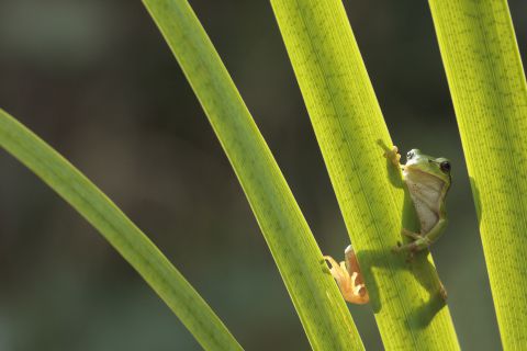 Tree frog