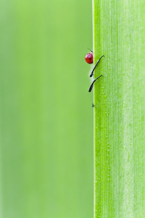 Red-eyed Damselfly