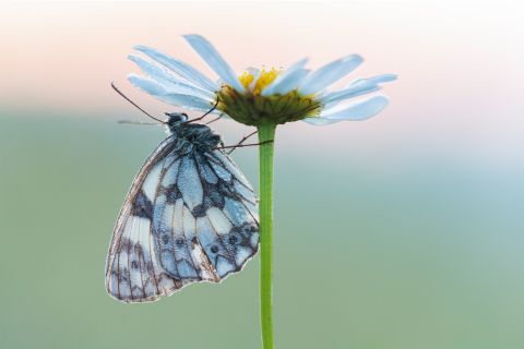 Dambordje op Wilde margriet