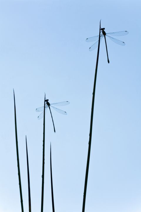 Western Willow Spreadwing